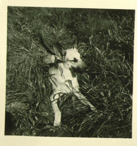 Abdol-Hossein Sardari's dog, Lilly, Paris 1946